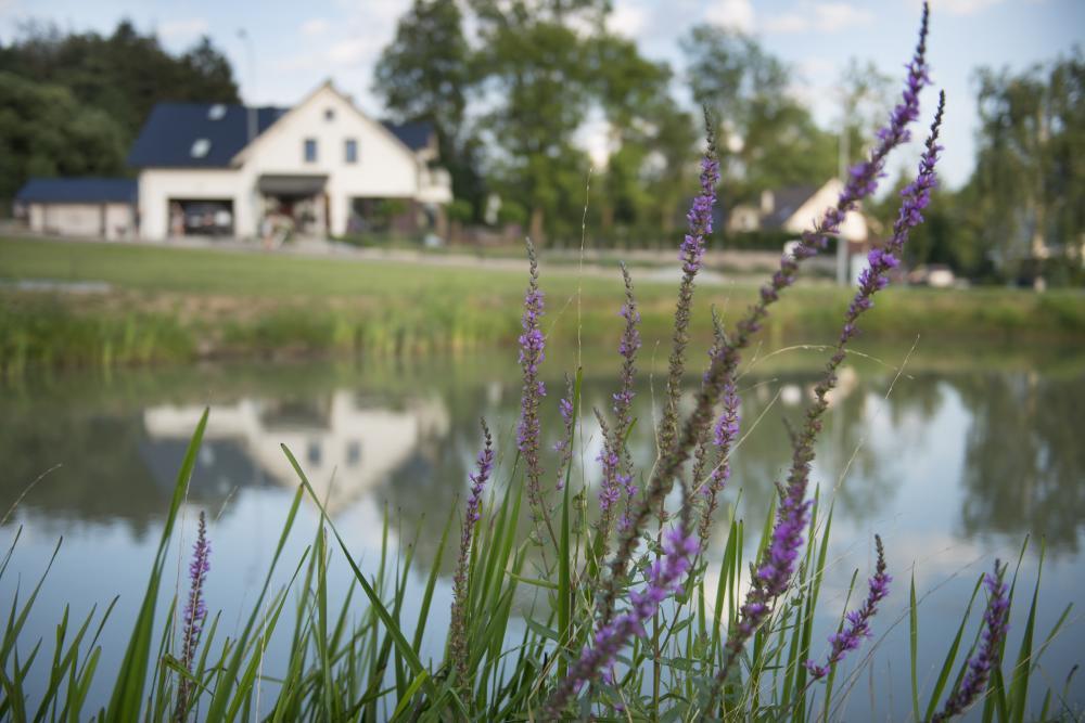 Apartamenty U Harrego I Przy Stawie Spa Z Klimatyzacja, Balia, Sauna, Ogrodem I Parkingiem Bad Kudowa Exterior foto